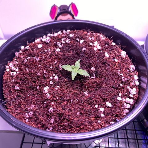 Banana Blaze growlog timeline photo