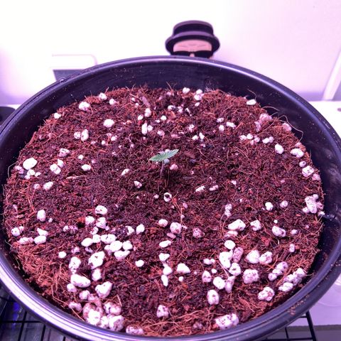 Banana Blaze growlog timeline photo