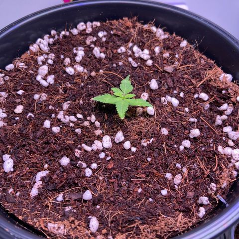 Banana Blaze growlog timeline photo