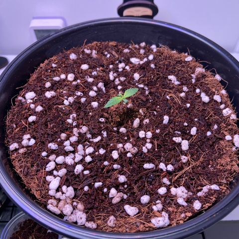 Banana Blaze growlog timeline photo
