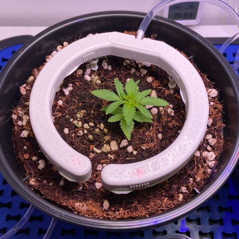 Banana Blaze growlog timeline photo