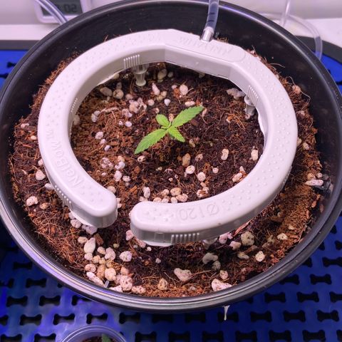 Banana Blaze growlog timeline photo