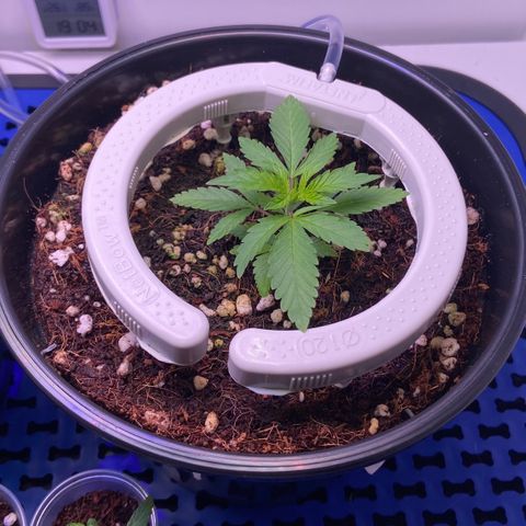 Banana Blaze growlog timeline photo