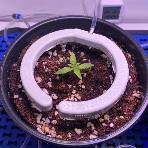 Banana Blaze growlog timeline photo