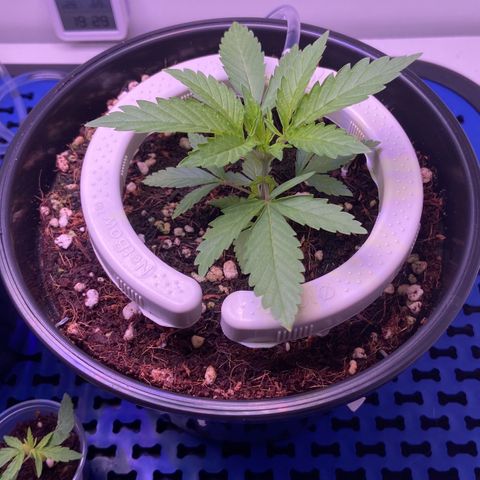 Banana Blaze growlog photo: EC 850
PPFD 600