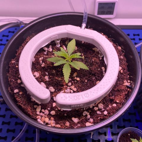 Banana Blaze growlog photo: EC 850
PPFD 600