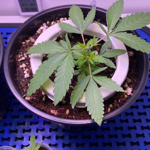 Banana Blaze growlog photo: Com Poda Top acima do 4
