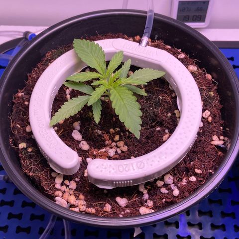 Banana Blaze growlog timeline photo
