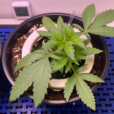Banana Blaze growlog timeline photo