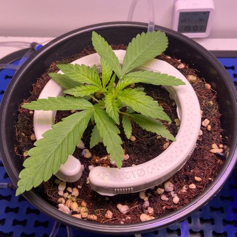 Banana Blaze growlog timeline photo