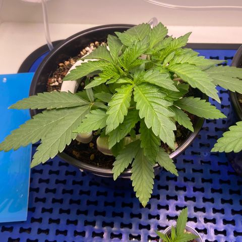 Banana Blaze growlog timeline photo