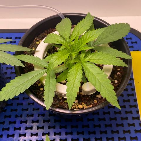 Banana Blaze growlog timeline photo