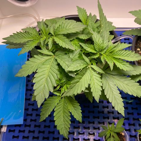 Banana Blaze growlog timeline photo