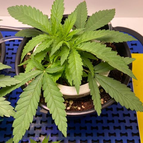 Banana Blaze growlog timeline photo
