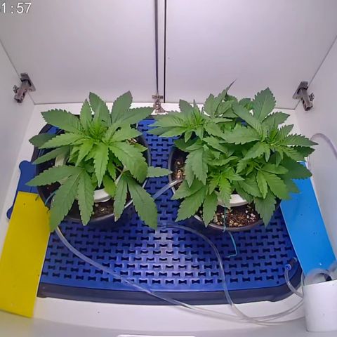 Banana Blaze growlog timeline photo