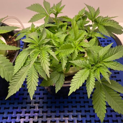 Banana Blaze growlog timeline photo