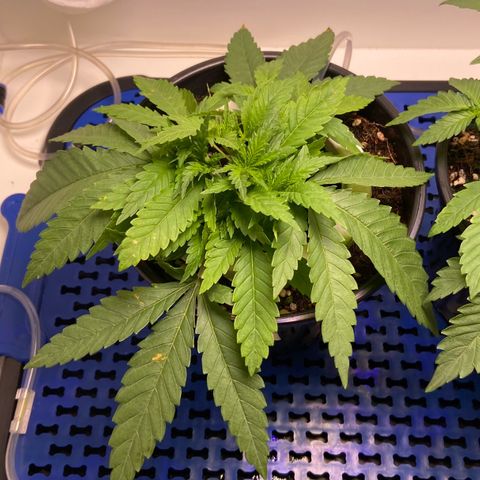 Banana Blaze growlog timeline photo
