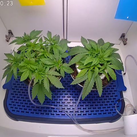 Banana Blaze growlog timeline photo