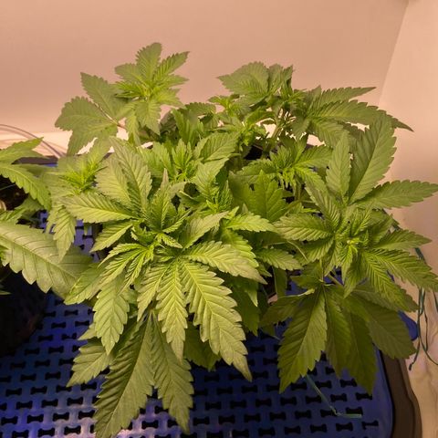 Banana Blaze growlog timeline photo