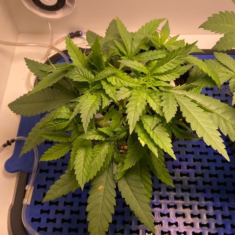 Banana Blaze growlog timeline photo