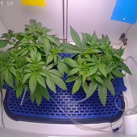 Banana Blaze growlog timeline photo