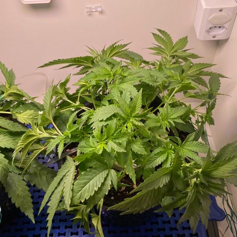 Banana Blaze growlog timeline photo