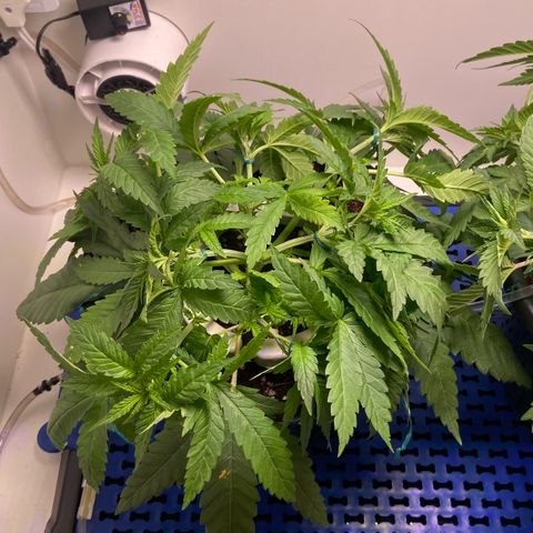 Banana Blaze growlog timeline photo