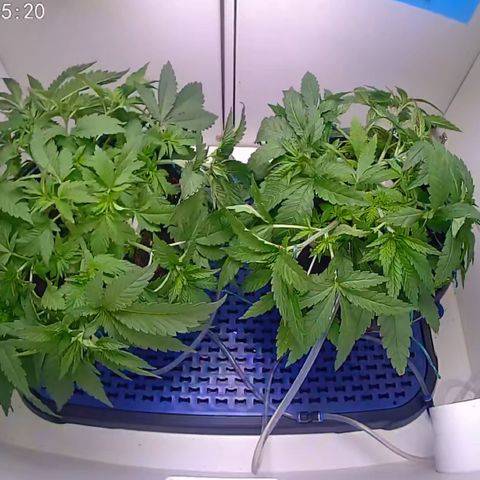 Banana Blaze growlog timeline photo