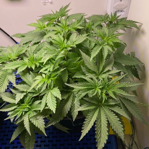 Banana Blaze growlog timeline photo
