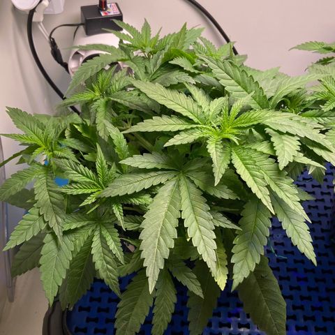 Banana Blaze growlog timeline photo