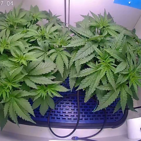 Banana Blaze growlog timeline photo
