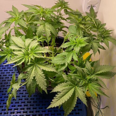 Banana Blaze growlog timeline photo