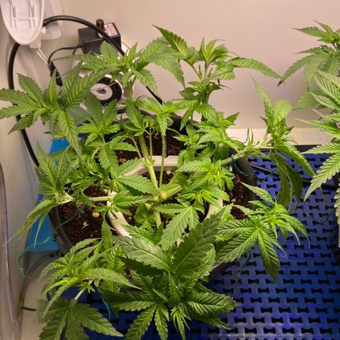 Banana Blaze growlog timeline photo