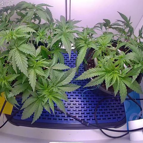 Banana Blaze growlog timeline photo