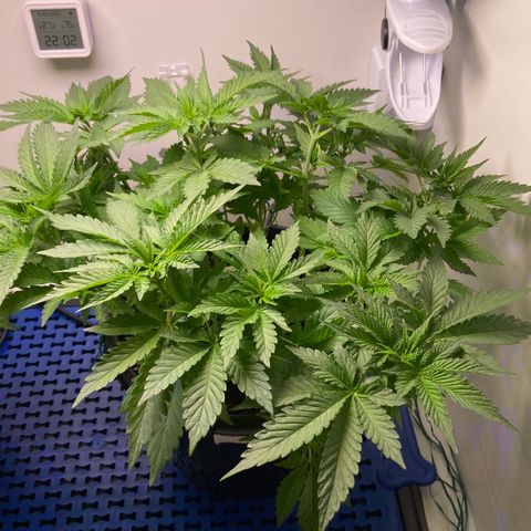Banana Blaze growlog timeline photo