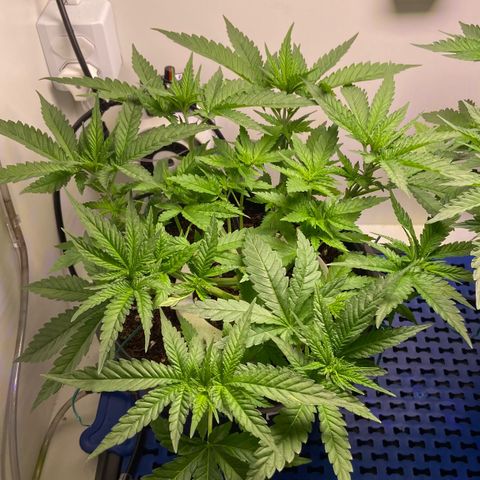 Banana Blaze growlog timeline photo