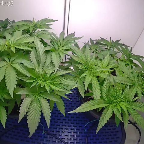 Banana Blaze growlog timeline photo