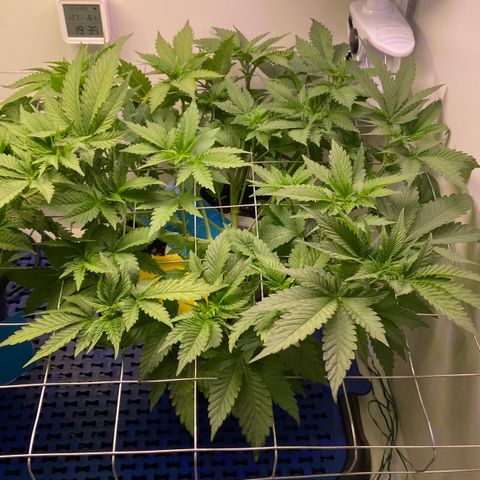 Banana Blaze growlog timeline photo