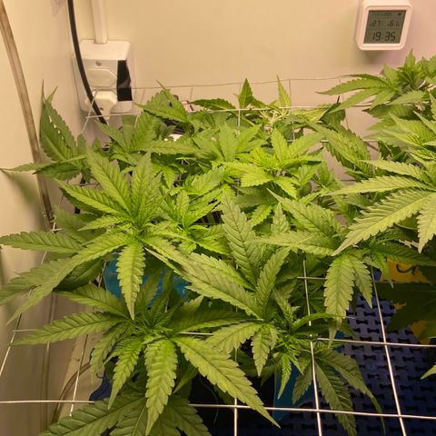 Banana Blaze growlog timeline photo