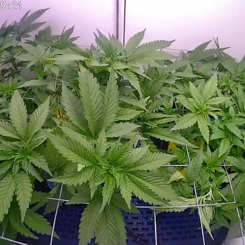 Banana Blaze growlog timeline photo