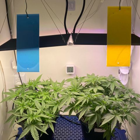 Banana Blaze growlog photo: Segundo Led adicionado
