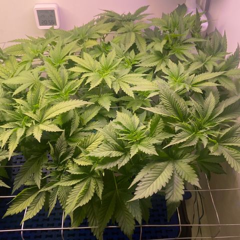 Banana Blaze growlog timeline photo