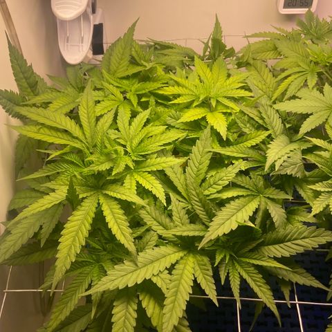 Banana Blaze growlog timeline photo