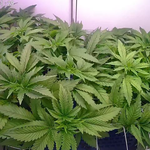 Banana Blaze growlog timeline photo