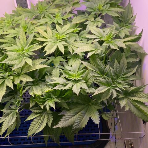Banana Blaze growlog timeline photo