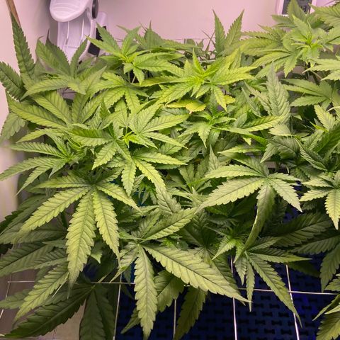 Banana Blaze growlog timeline photo