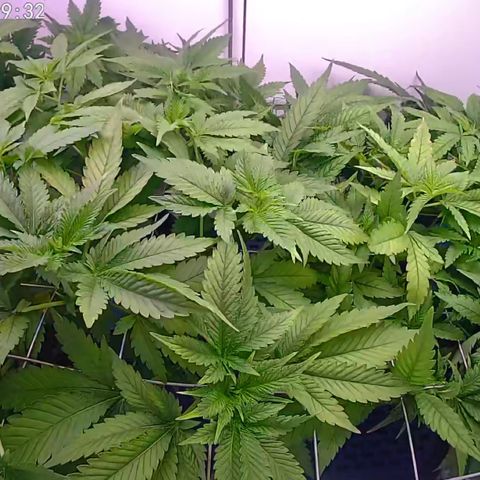 Banana Blaze growlog timeline photo