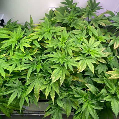 Banana Blaze growlog photo: Fiz o Flush pra reduzir o EC