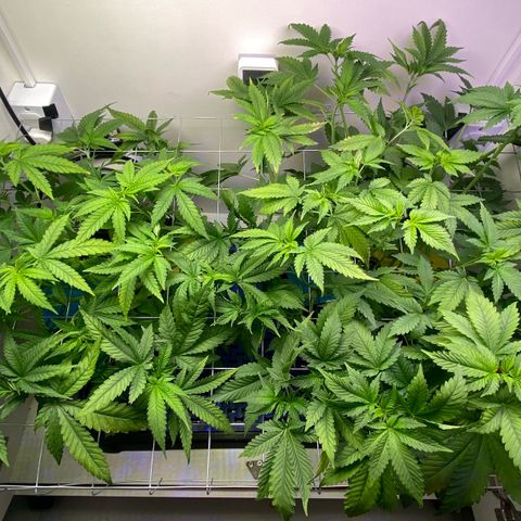 Banana Blaze growlog photo: Fiz o Flush pra reduzir o EC