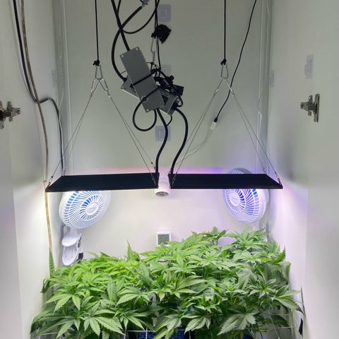 Banana Blaze growlog timeline photo